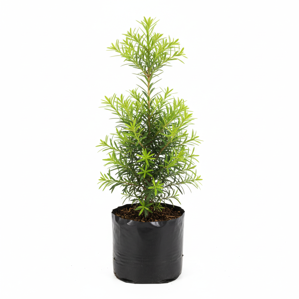 Planta ornamental Podocarpus Verde - Vivero ORNAPLANT Cuautla