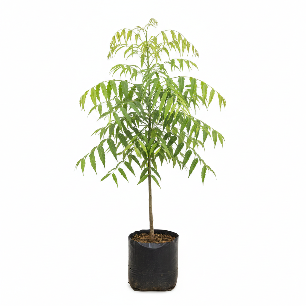 Planta ornamental Polyalthia - Vivero ORNAPLANT Cuautla