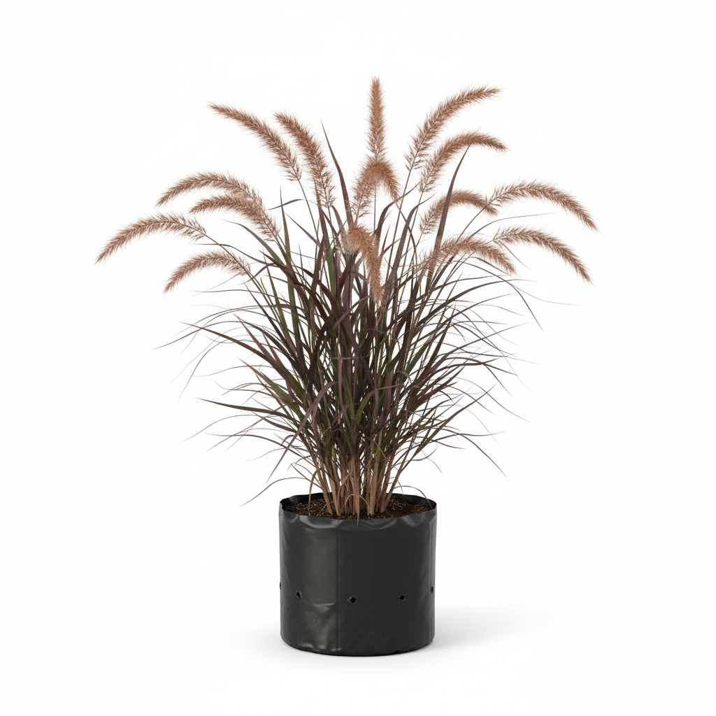 Planta ornamental Pasto Penicetum Rojo - Vivero ORNAPLANT Cuautla