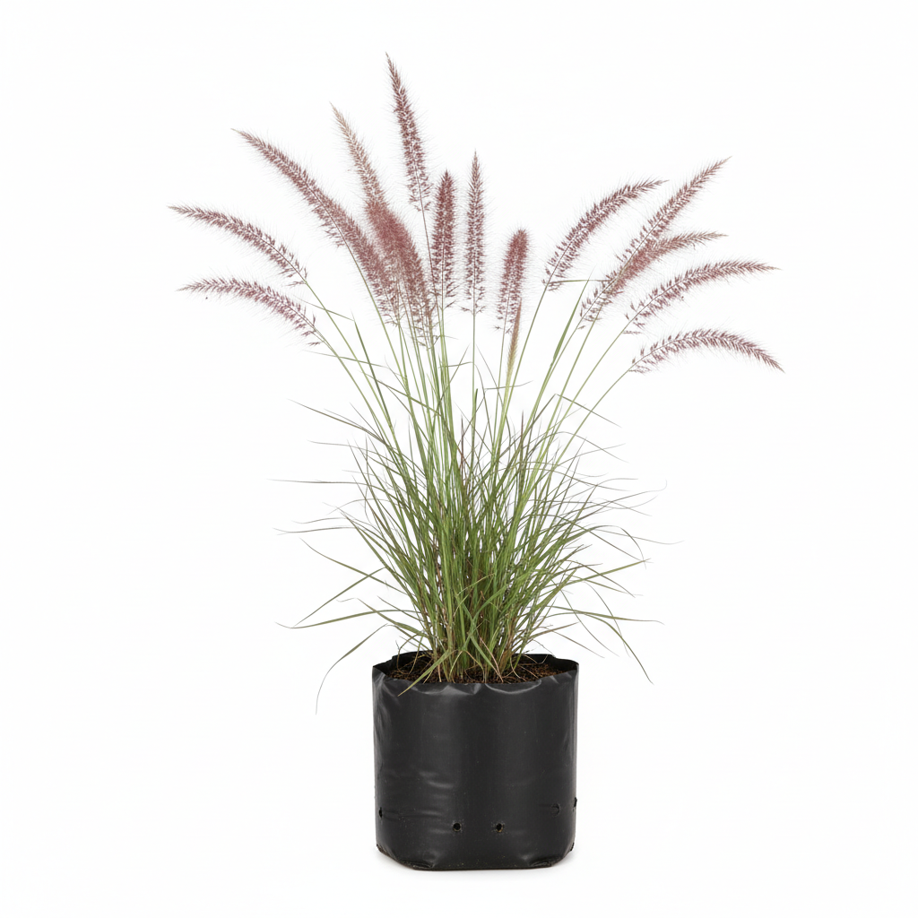 Planta ornamental Pasto Penicetum Verde - Vivero ORNAPLANT Cuautla