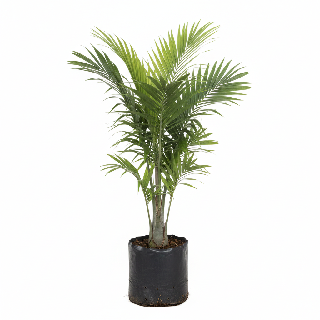 Planta ornamental Palma Real - Vivero ORNAPLANT Cuautla