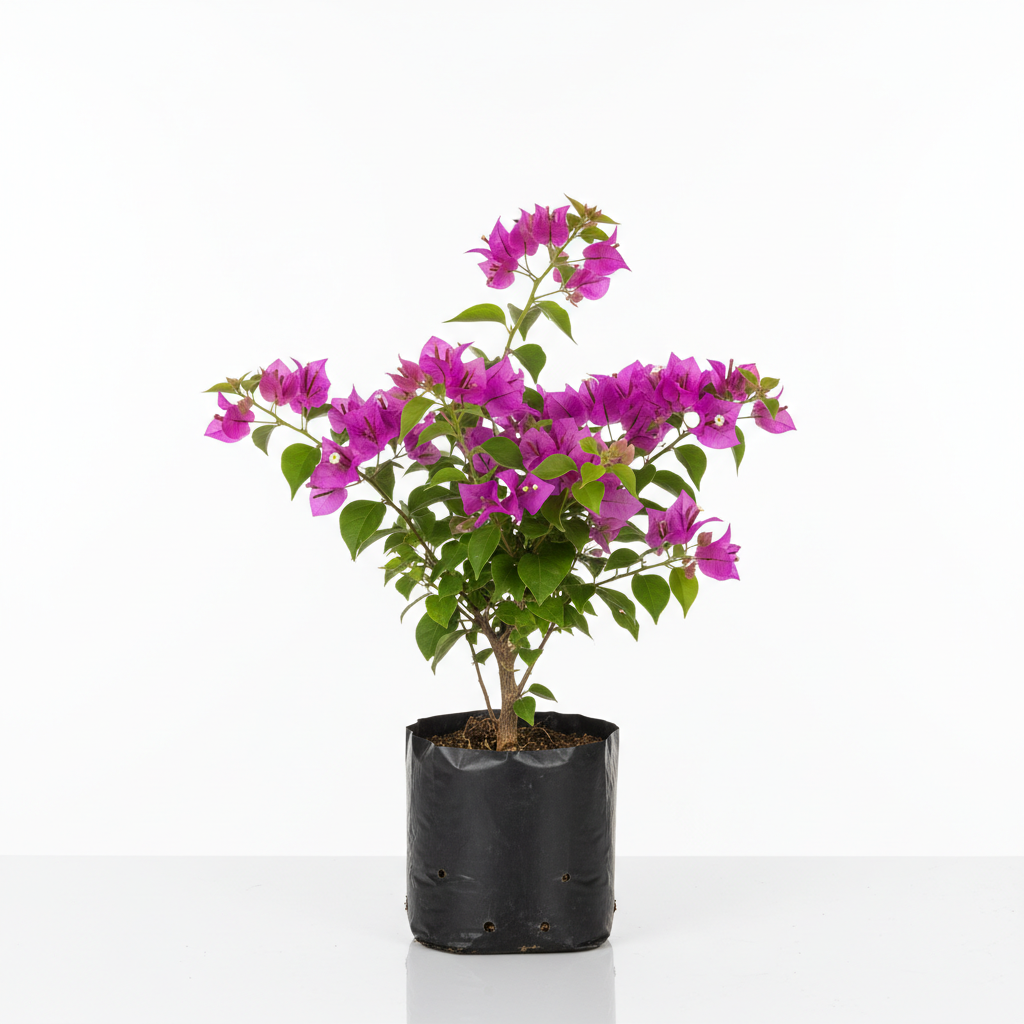 Planta ornamental Primavera Rosa - Vivero ORNAPLANT Cuautla