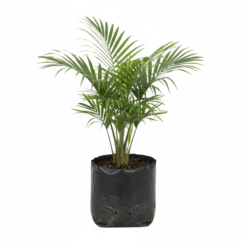 Planta ornamental Palma Robelina - Vivero ORNAPLANT Cuautla