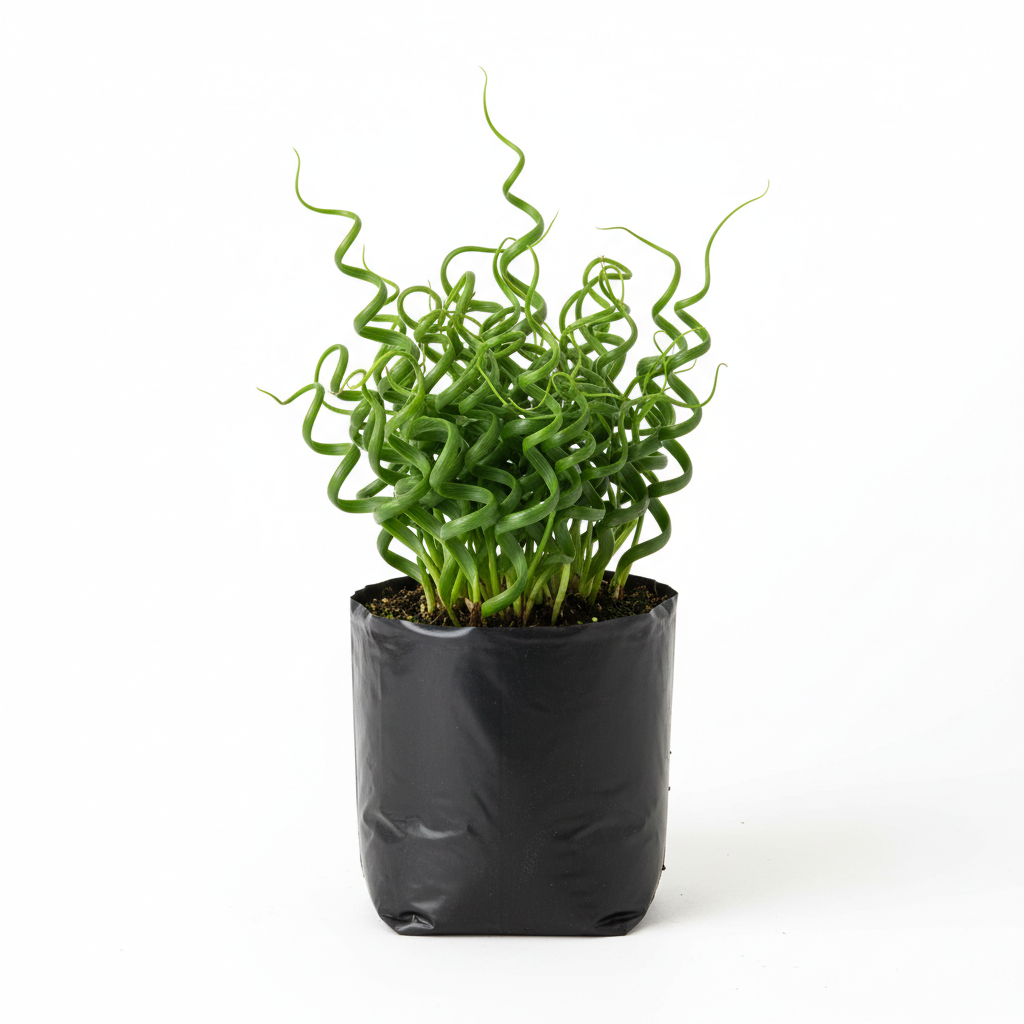 Planta ornamental Pasto Twister - Vivero ORNAPLANT Cuautla