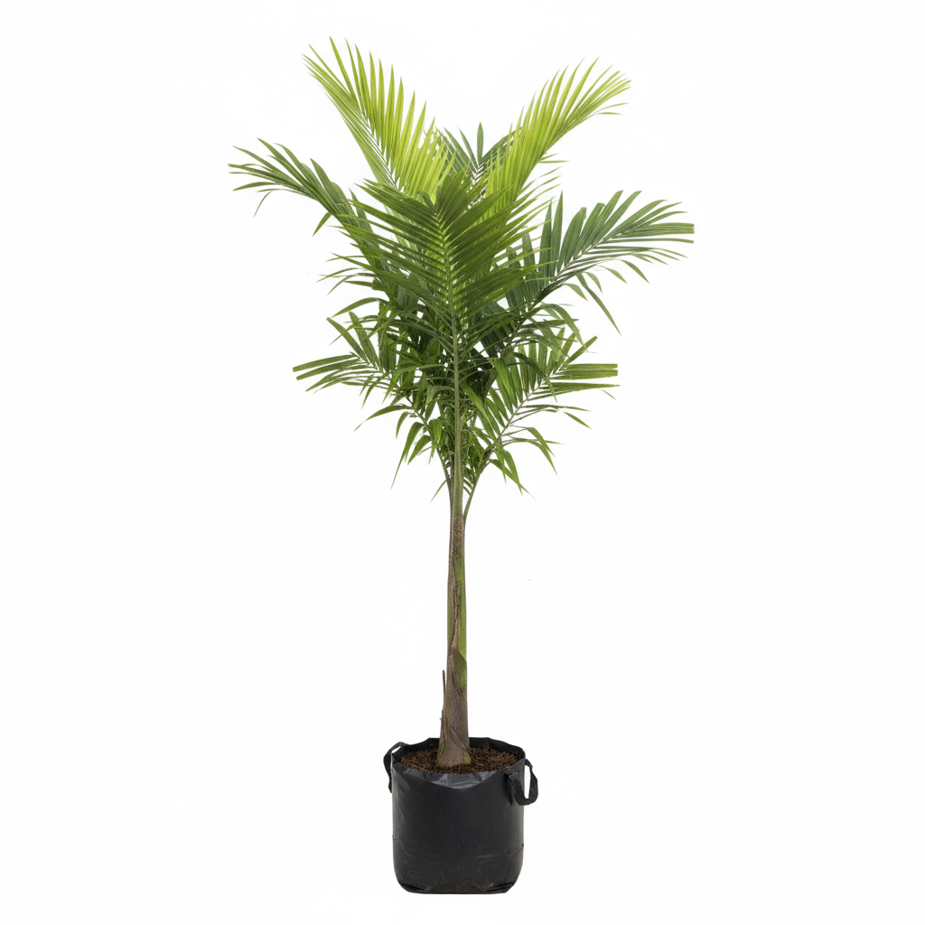 Planta ornamental Palma Washingtonia - Vivero ORNAPLANT Cuautla