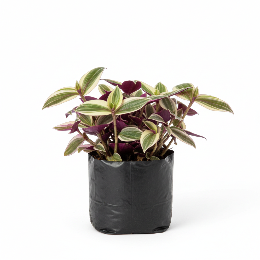 Planta ornamental Rea Tricolor - Vivero ORNAPLANT Cuautla