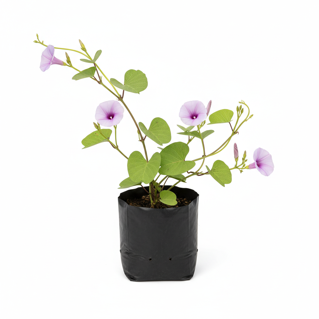 Planta ornamental Rinonina - Vivero ORNAPLANT Cuautla