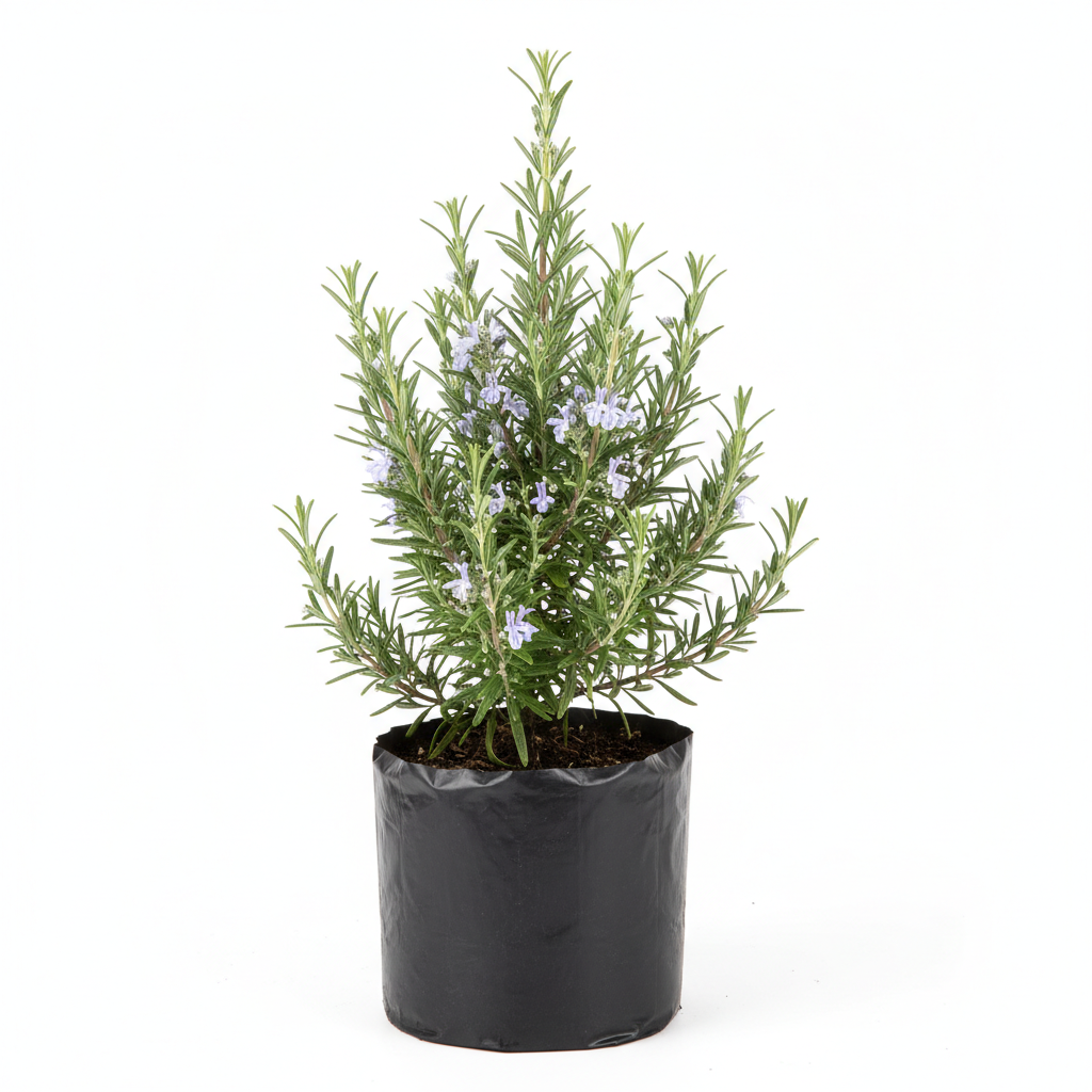 Planta ornamental Romero De Nuez - Vivero ORNAPLANT Cuautla
