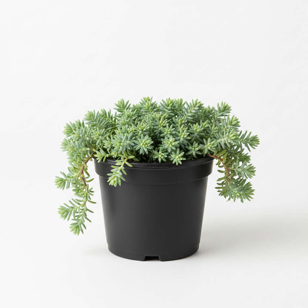 Planta ornamental Sedum  Reflexon - Vivero ORNAPLANT Cuautla