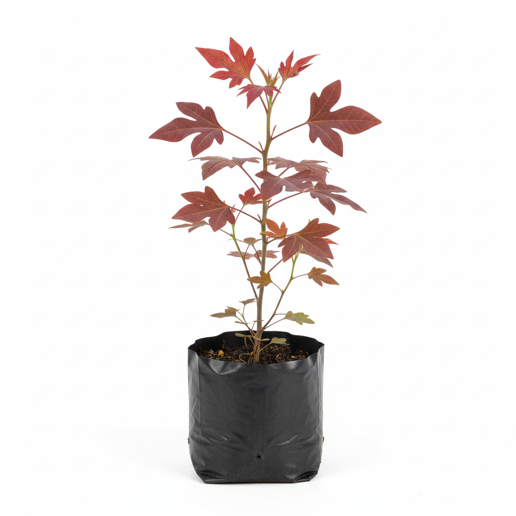 Planta ornamental Sangre Libaneza - Vivero ORNAPLANT Cuautla