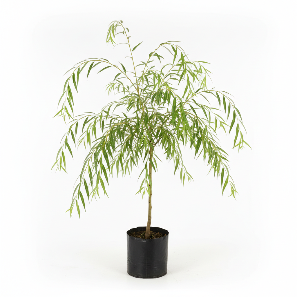 Planta ornamental Sauce Lloron - Vivero ORNAPLANT Cuautla