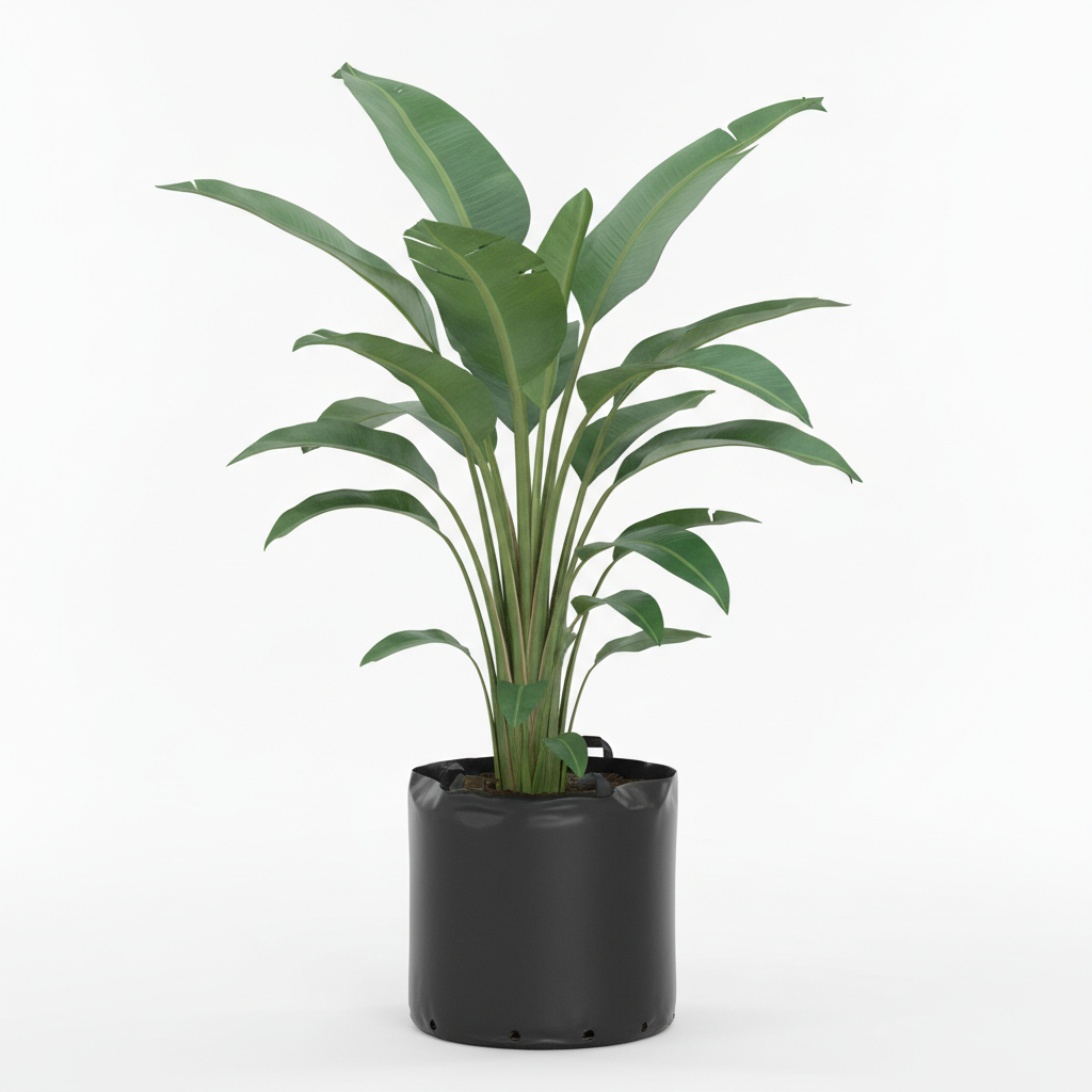 Planta ornamental Stirilitzia Nicolae - Vivero ORNAPLANT Cuautla