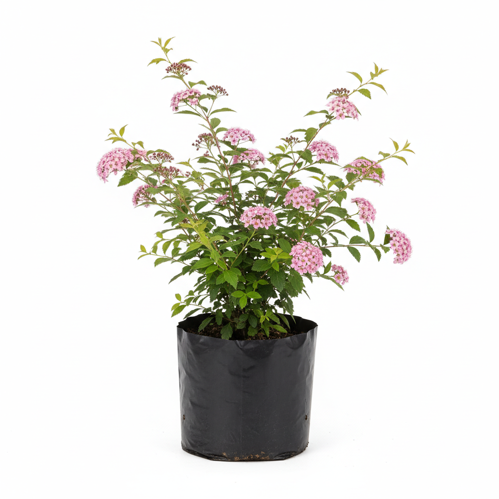 Planta ornamental Spirea Bca/Rosa - Vivero ORNAPLANT Cuautla