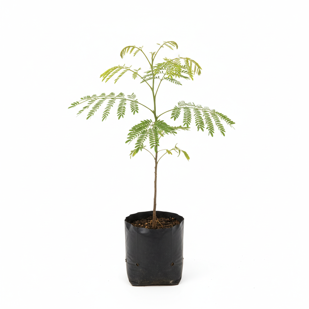 Planta ornamental Tabachin - Vivero ORNAPLANT Cuautla