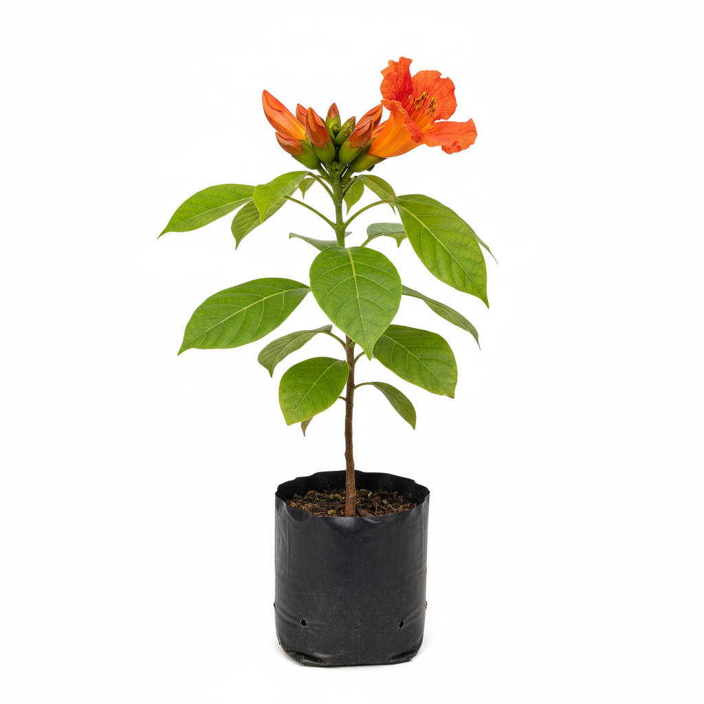 Planta ornamental Tulipan Africano - Vivero ORNAPLANT Cuautla