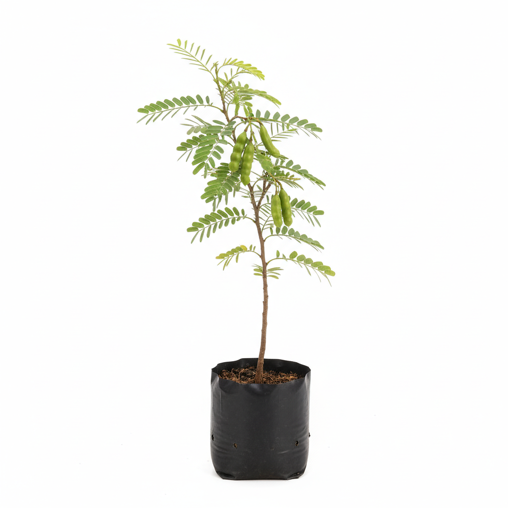 Planta ornamental Tamarindo - Vivero ORNAPLANT Cuautla