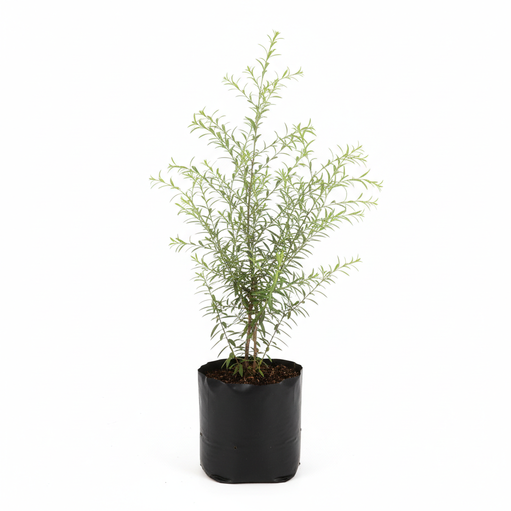 Planta ornamental Tamarix - Vivero ORNAPLANT Cuautla