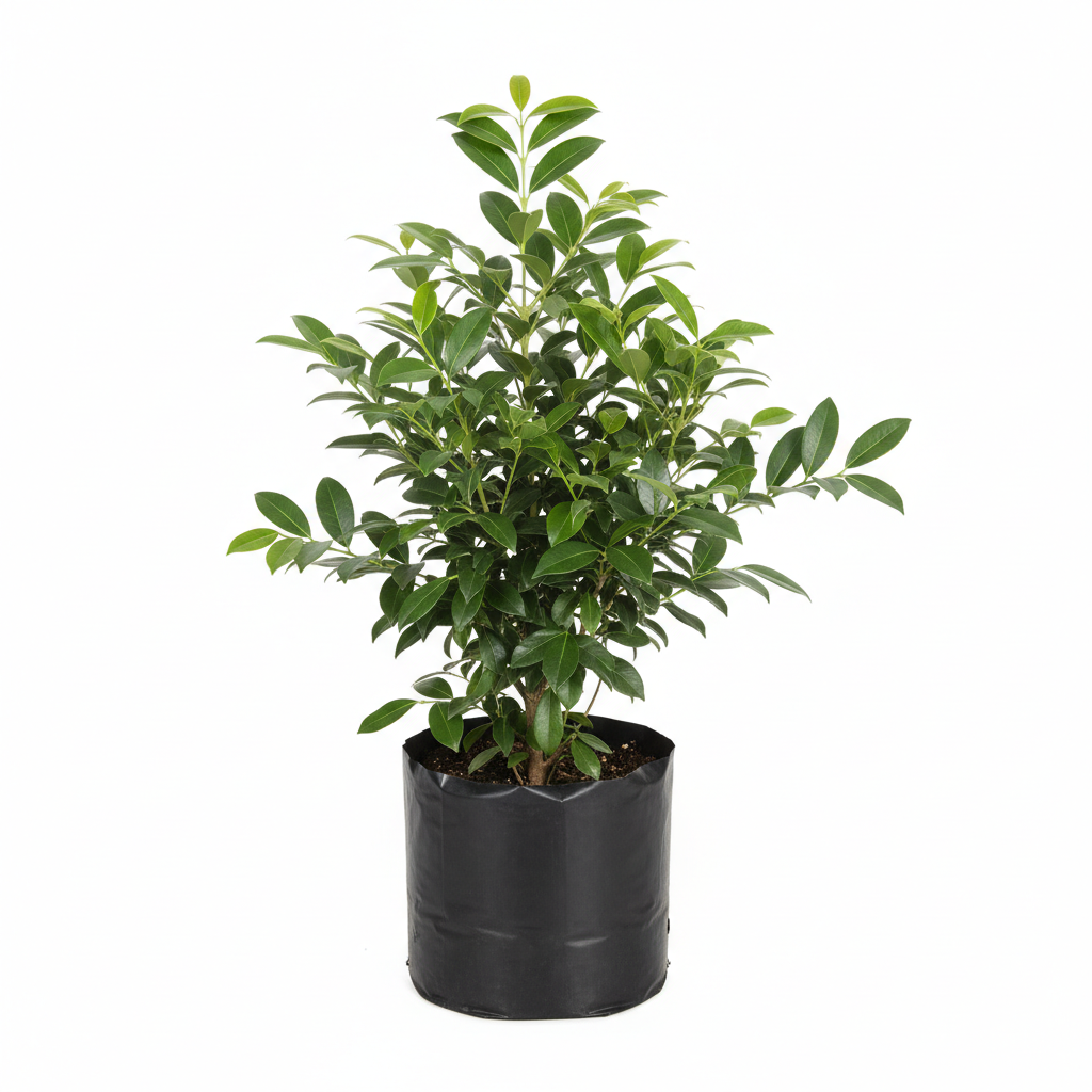Planta ornamental Trueno De Arbol - Vivero ORNAPLANT Cuautla