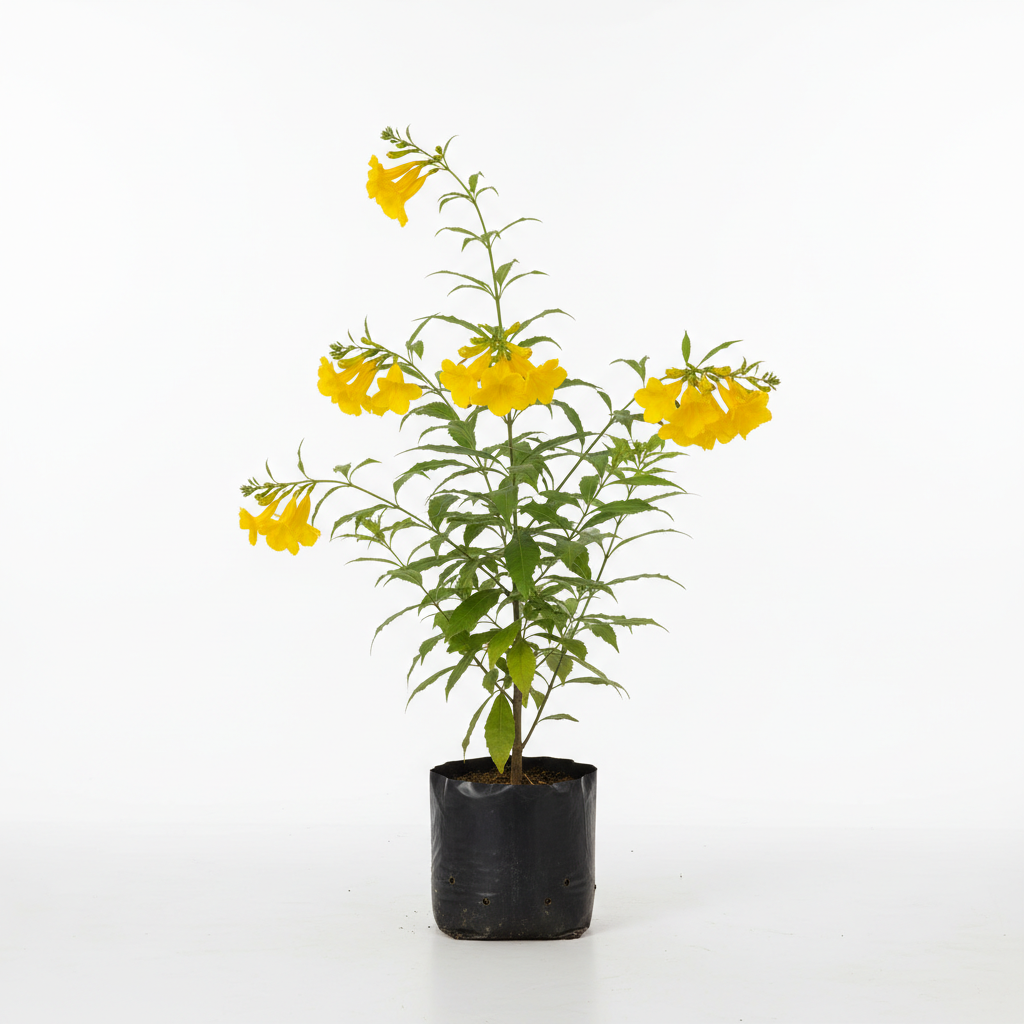 Planta ornamental Tecoma - Vivero ORNAPLANT Cuautla