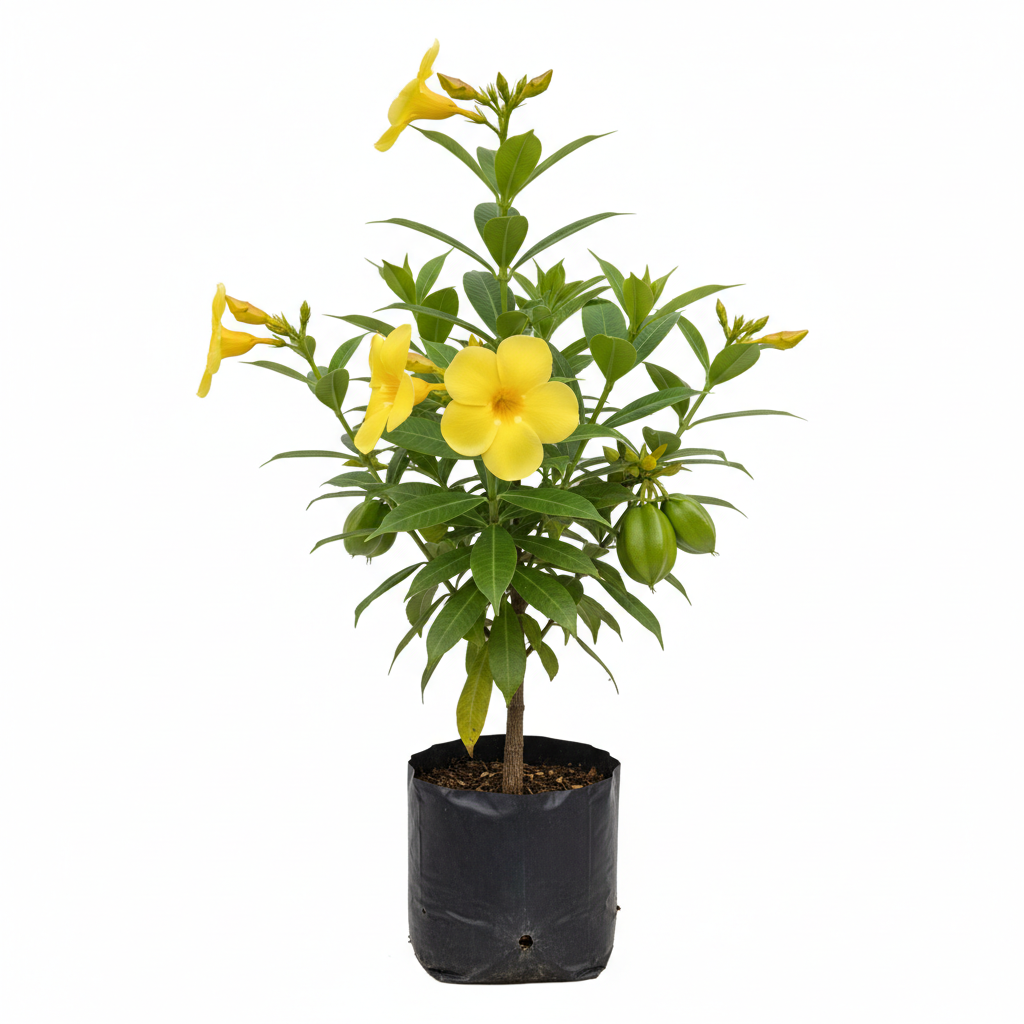 Planta ornamental Thevetia - Vivero ORNAPLANT Cuautla