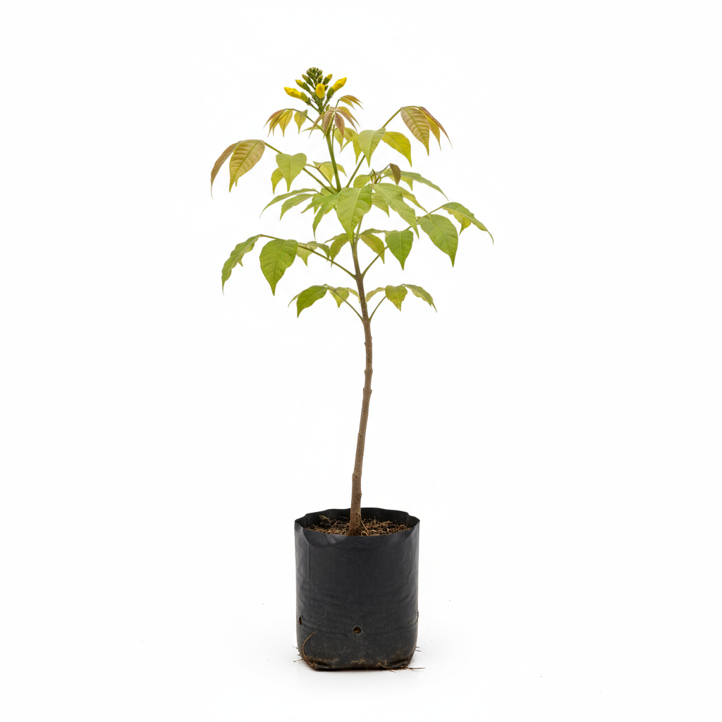 Planta ornamental Tabebuia Hippie-1650 (Guayacan - Vivero ORNAPLANT Cuautla