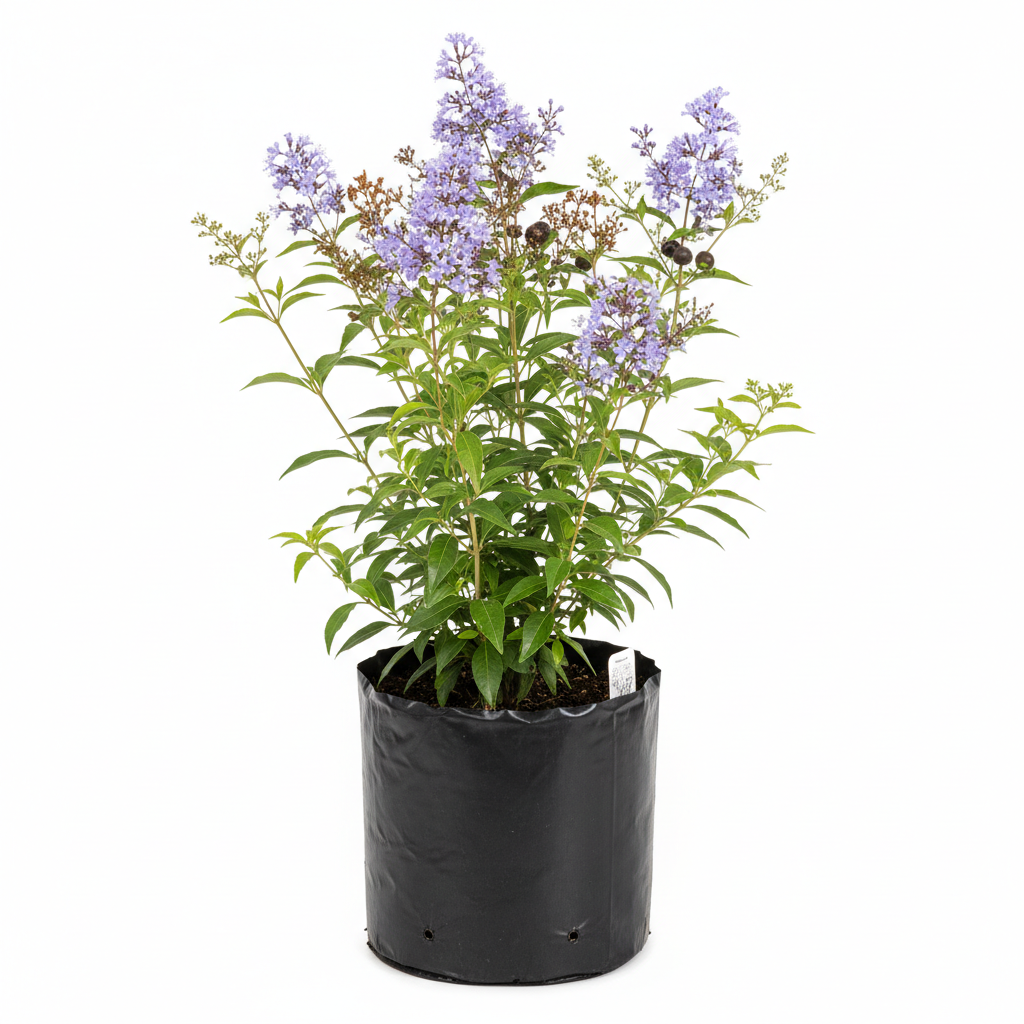 Vitex — ORNAPLANT