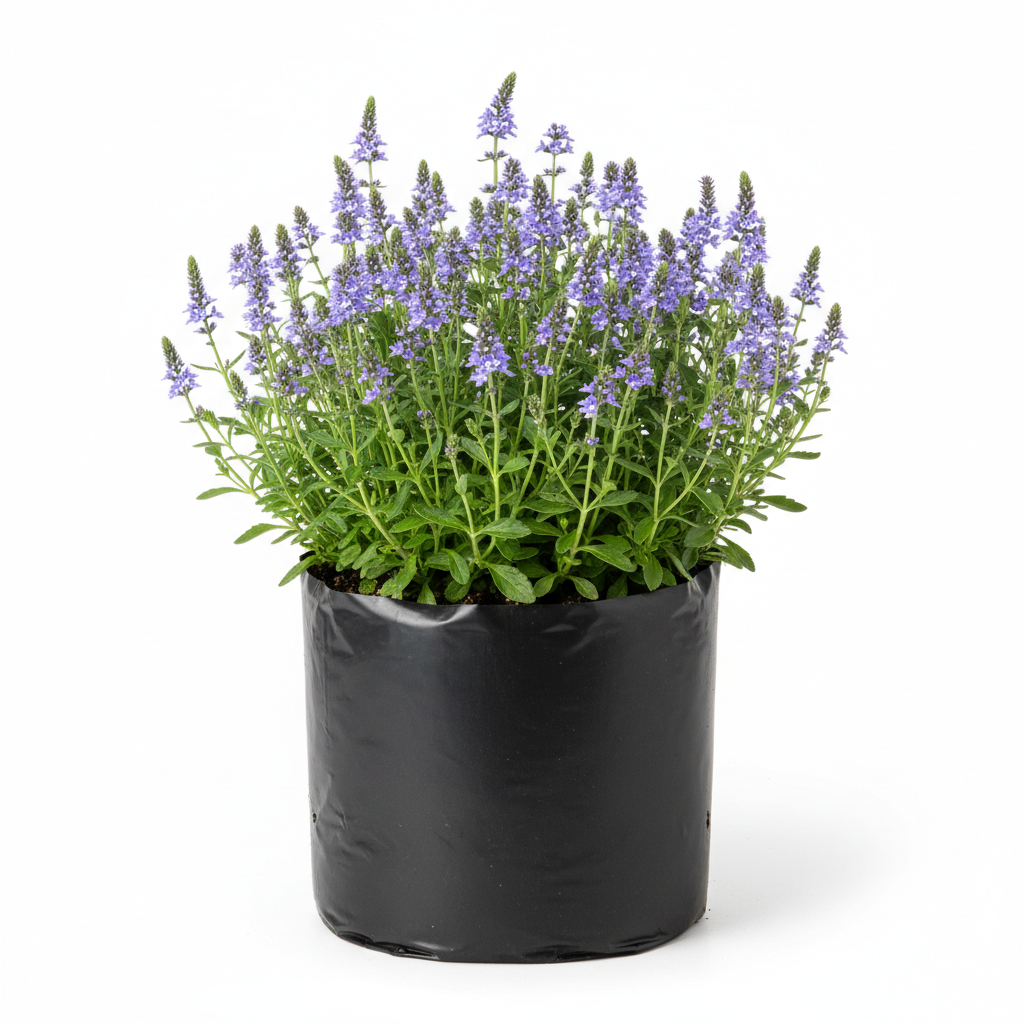 Veronica Morada — ORNAPLANT