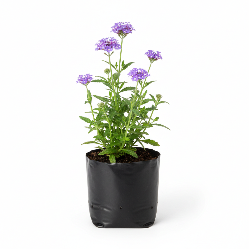 Verbena — ORNAPLANT
