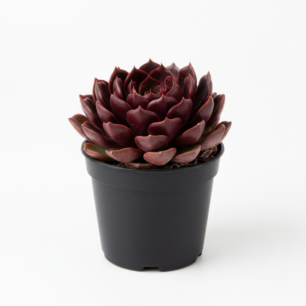 Planta ornamental Vampire Red - Vivero ORNAPLANT Cuautla