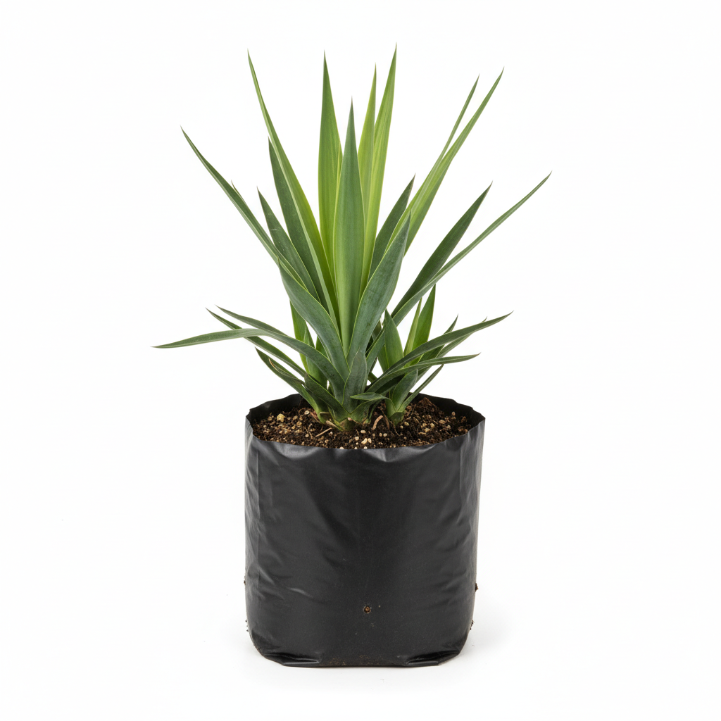 Planta ornamental Yuca - Vivero ORNAPLANT Cuautla