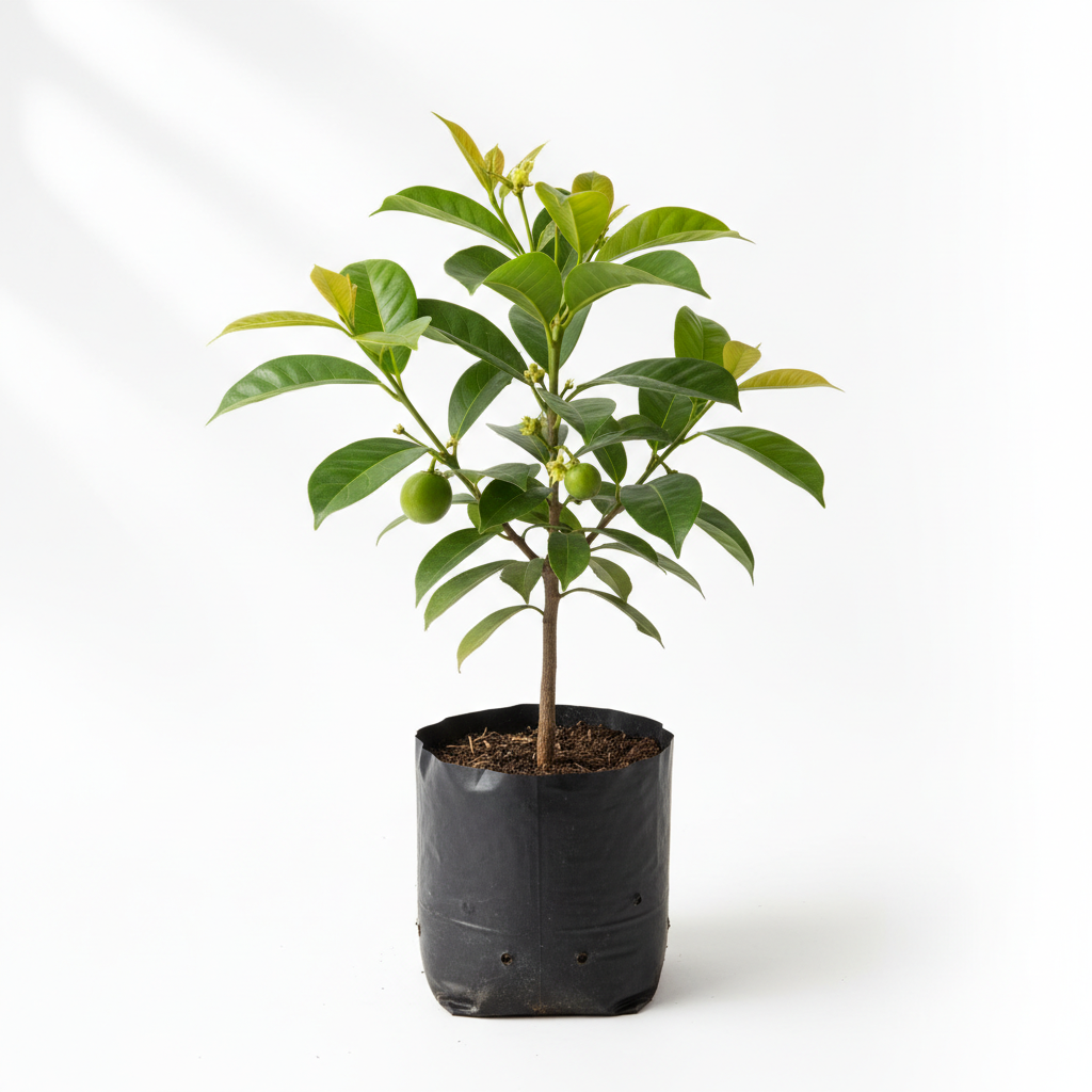 Zapote Negro — ORNAPLANT