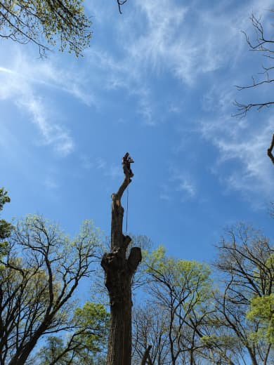Kings Tree Services team