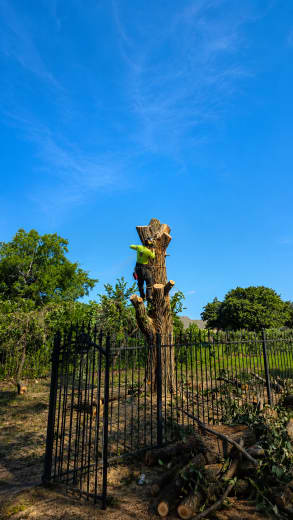 Kings Tree Services team