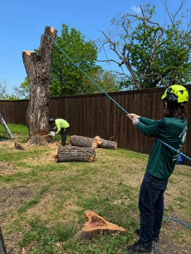 Kings Tree Services team