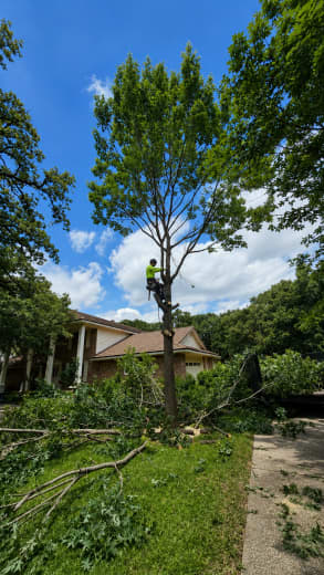 Kings Tree Services team
