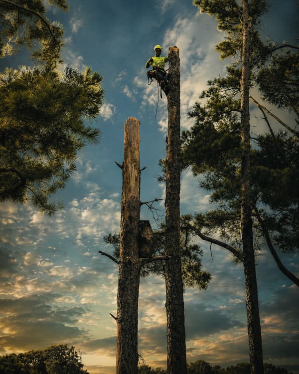 Kings Tree Services crew in Boyd, TX