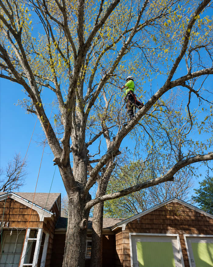 Tree Trimming