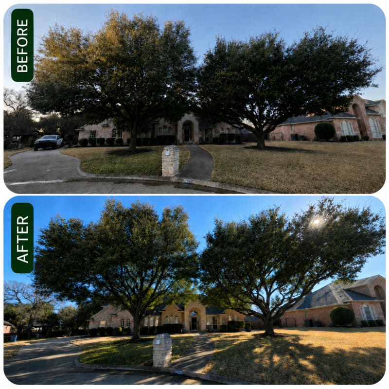 Tree Trimming