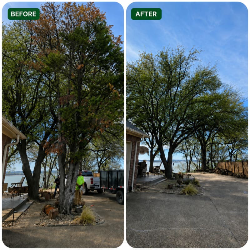 Tree & Stump Removal