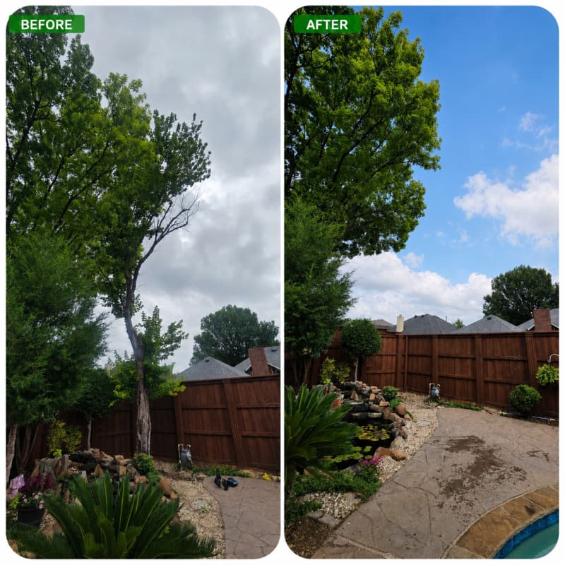 Tree Removal