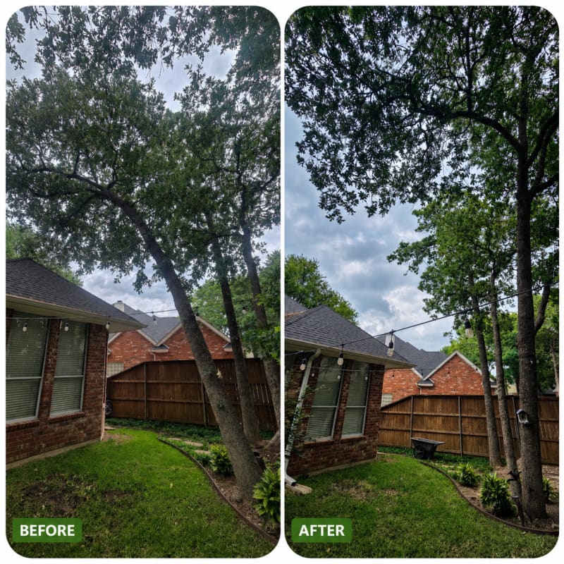 Tree Trimming