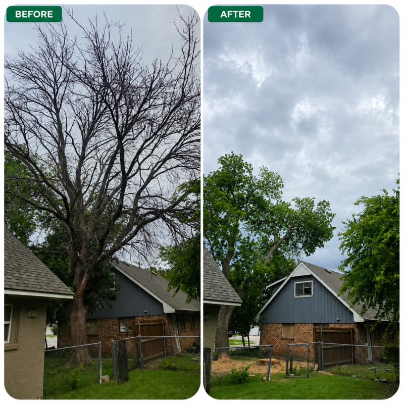 Complete Tree Removal