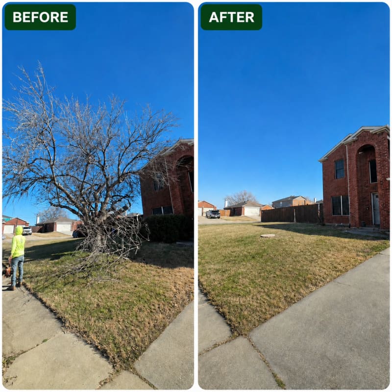 Complete Tree Removal