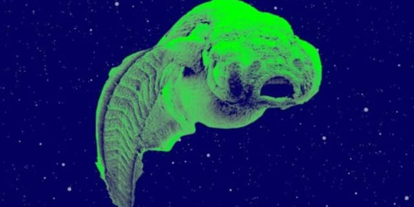 ‘Extraterrestres. Hi ha vida fora de la Terra?’