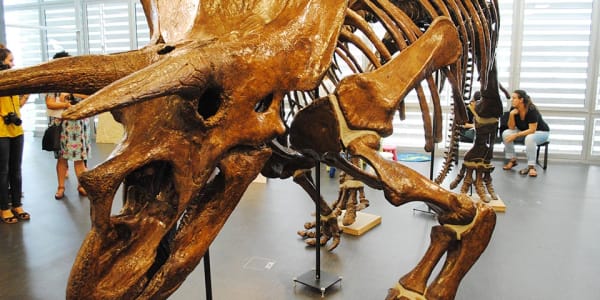 Taller ‘El titanosaure i els seus amics’