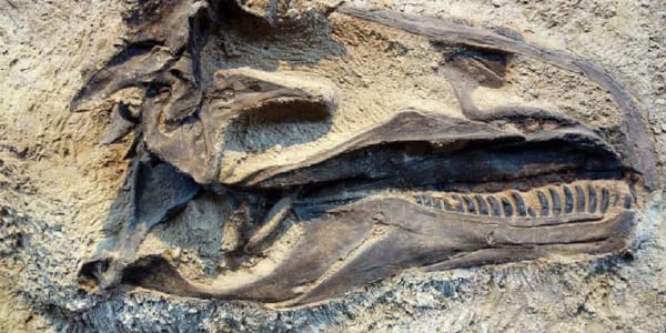 Taller ‘Fem de paleontòlegs!’