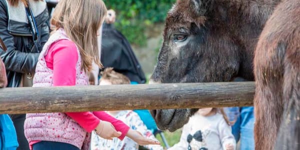 Activitat ‘Diumenge de granja en família’