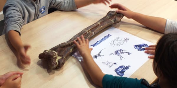 Taller ‘El món dels fòssils’