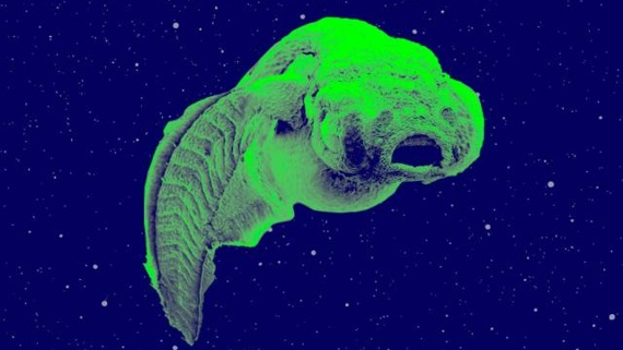 ‘Extraterrestres. Hi ha vida fora de la Terra?’