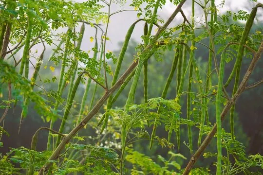 Healthy green drumstick tree
    with long pods hanging from branches